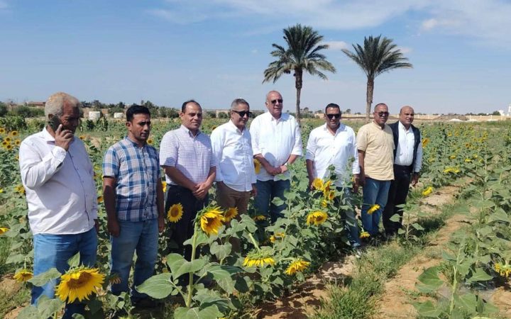 زراعة عباد الشمس