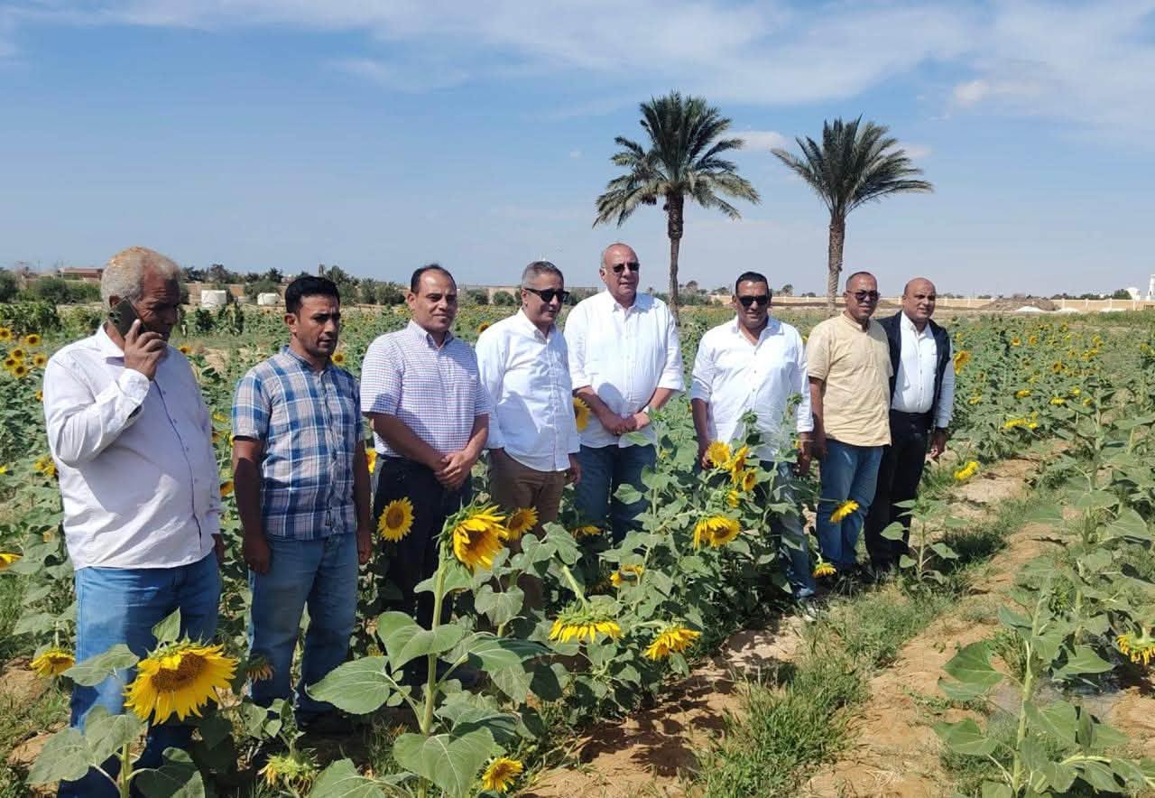 زراعة عباد الشمس